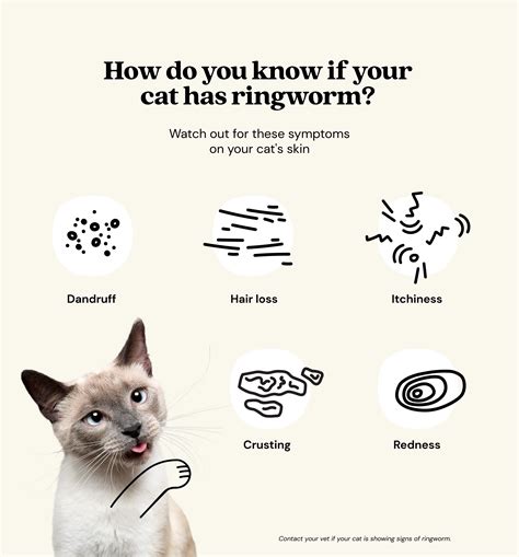 Infographic showing common predisposing factors for ringworm in cats.