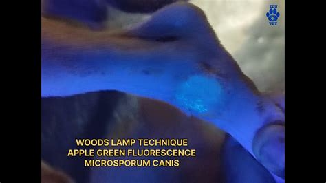 Photo of a cat's fur showing apple-green fluorescence under Wood's lamp illumination.