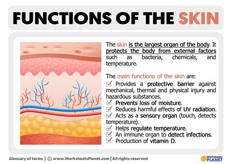 Diagram illustrating the protective functions of the skin.