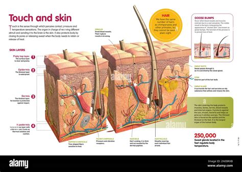 Infographic detailing the multiple functions of the skin.