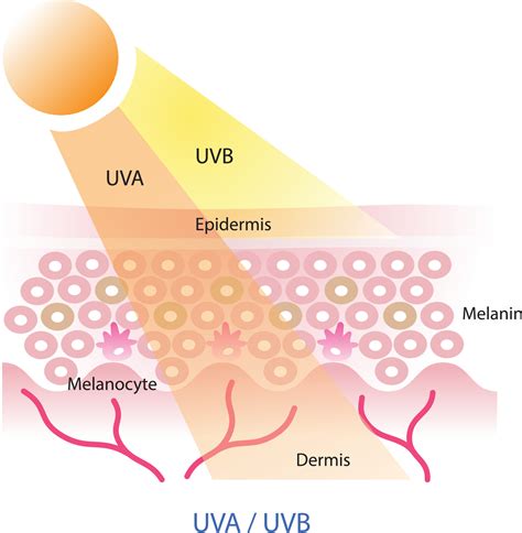 Diagram comparing UVA and UVB rays and their effects on the skin.