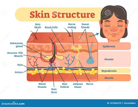 A diagram illustrating the layers of the skin and common dermatological issues.