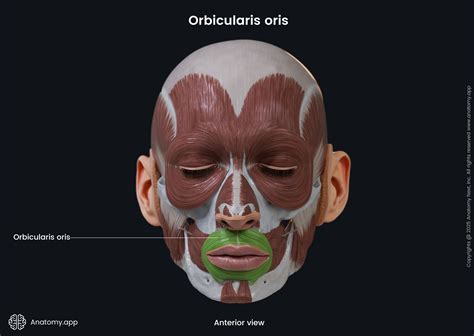 Anatomical illustration showing the orbicularis oris muscle and surrounding facial structures relevant to vertical lip lines.