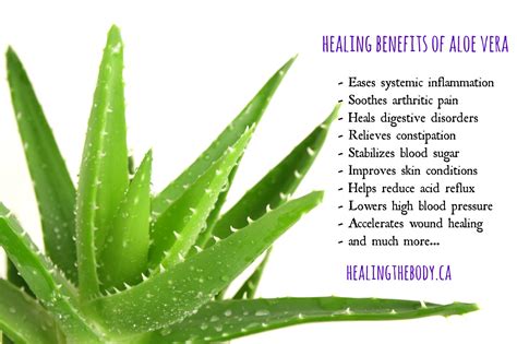 Illustration of the Aloe Vera plant and its benefits
