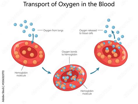 Diagram illustrating the structure of a red blood cell and the role of hemoglobin in oxygen transport.