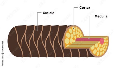 Illustration showcasing the cross-section of a hair strand with active ingredients penetrating the cuticle and cortex.