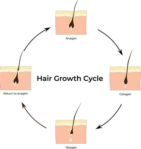 Infographic illustrating the hair growth cycle and the impact of stem cell depletion and scalp microbiome imbalance.