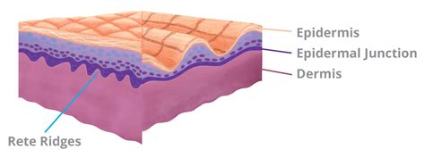 Diagram illustrating the Dermal-Epidermal Junction (DEJ) and its role in skin firmness.