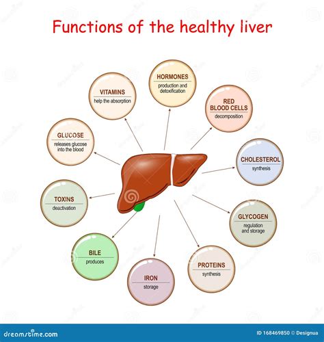 Illustration of the human liver with its primary functions highlighted