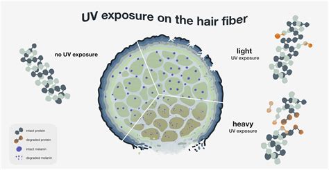 Infographic illustrating how Integrity 41® protects hair color from UV damage and environmental factors.
