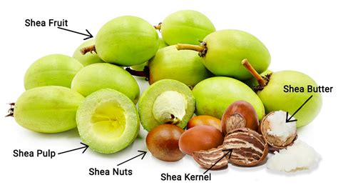 Illustration of a shea tree with its fruit and nuts, highlighting the source of shea butter.