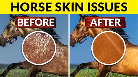 Illustration of a horse with common skin irritations like rain rot and ringworm