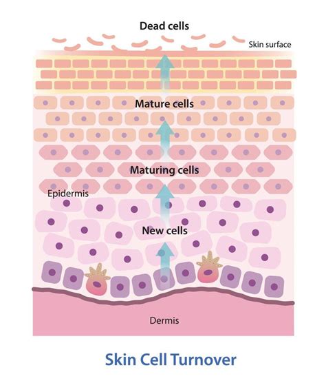 Infographic illustrating the process of skin cell turnover and the benefits of exfoliation