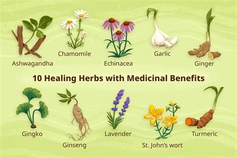 Illustration of various herbs known for sun protection