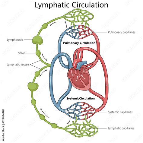 Diagram illustrating the direction of effleurage strokes towards the heart and lymph nodes