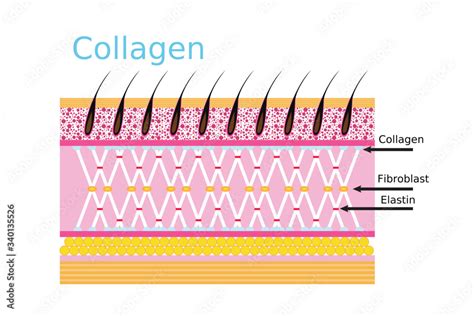 Diagram showing the layers of the skin and where collagen is located.
