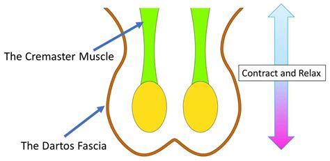 Diagram illustrating the cremaster muscle reflex and scrotal temperature regulation.