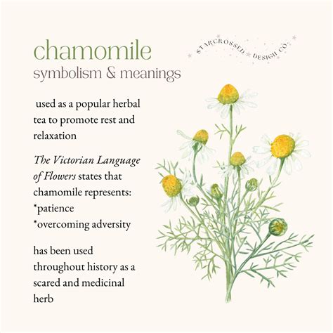 Illustration of chamomile flowers with labels pointing to antioxidant and anti-inflammatory properties