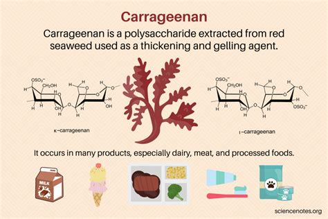 Cross-section of red algae showing carrageenan structure and its cosmetic applications