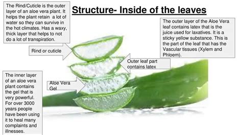 Diagram illustrating the layers of an aloe vera leaf and highlighting its moisturizing and anti-inflammatory compounds