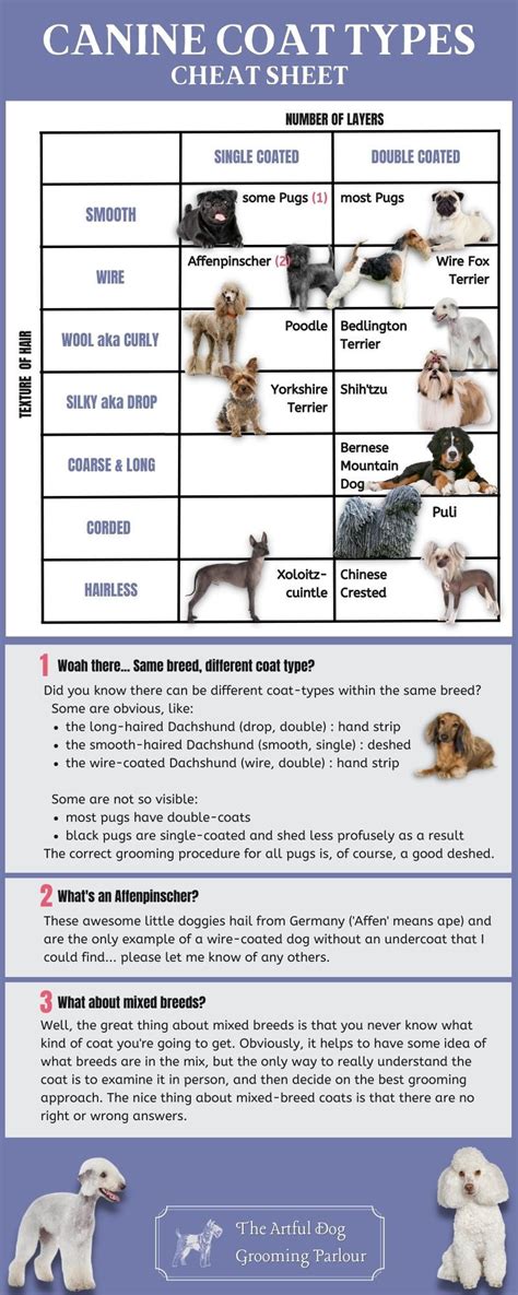 Illustration showing different dog coat types and corresponding brush recommendations