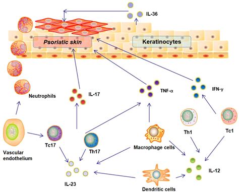 Diagram illustrating the interplay of immune cells and cytokines in psoriasis pathogenesis.