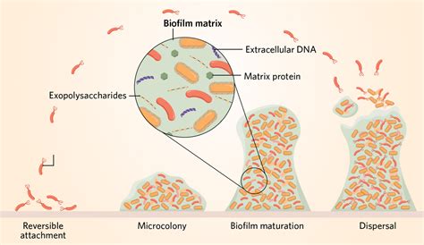 Infographic illustrating the structure of a biofilm and how it protects fungi from antifungal agents.