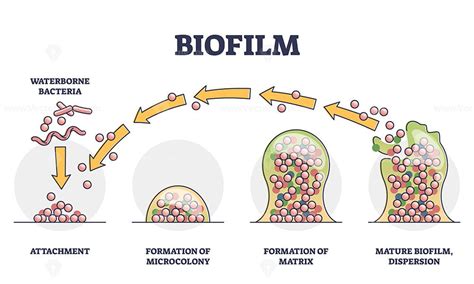Diagram showing the three-step process: biofilm disruption, malassezia reduction, and skin soothing.