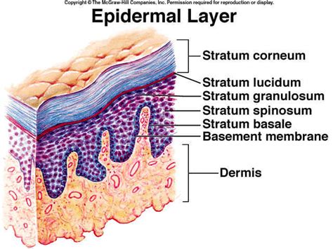 Diagram illustrating the layers of the skin: epidermis, dermis, and subcutis, highlighting the stratum corneum as the outermost protective layer.