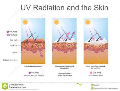 Infographic showing the effects of UV radiation on skin and lupus flares.