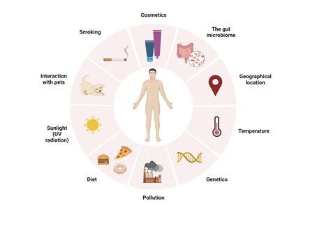 Diagram illustrating factors affecting skin health (hormones, diet, stress, age, environment)