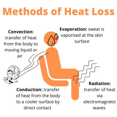 Illustration showing the process of heat loss from the body through sweating and evaporation.