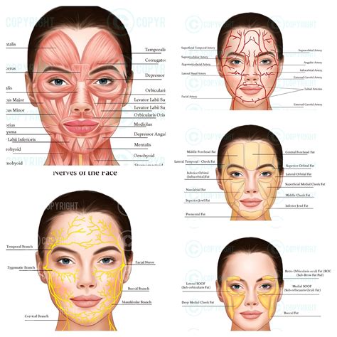 Diagram illustrating how Botox affects nerve signals to facial muscles