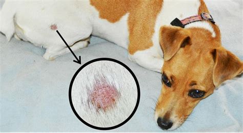 A visual timeline showing expected improvements in a dog's skin condition over three months of using Itch Relief Pro Chews.