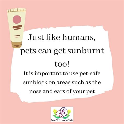 An infographic showing the vulnerable areas on a cat's body for sunburn (nose, ears, eyelids)