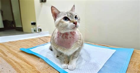 A visual representation of cat solar dermatitis symptoms, showing progression from mild redness to scabbing and lesions on the ear tips and nose.