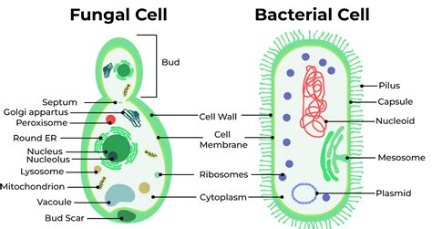 Diagram illustrating the growth of bacteria and fungi in moist environments like armpits.
