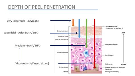 Schematic representation of skin layers showing the depth of penetration of a phenol peel compared to lighter peels.