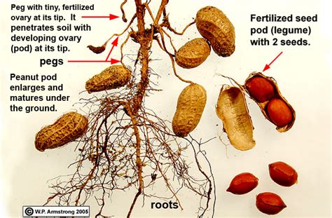 Illustration of the peanut plant with underground pods