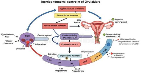 Illustration showing hormonal pathways influencing acne development, highlighting the role of androgens and estrogen.