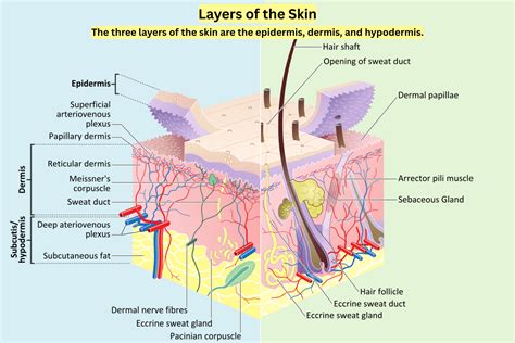 Diagram illustrating the layers of skin, showing capillaries beneath the epidermis, and indicating how inflammation or damage to these capillaries causes redness (PIE).