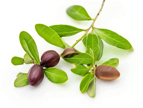 Illustration of a jojoba plant and its seeds, highlighting the source of jojoba oil.