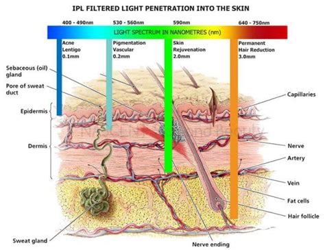 Diagram illustrating how IPL light penetrates the skin to target pigment and blood vessels.