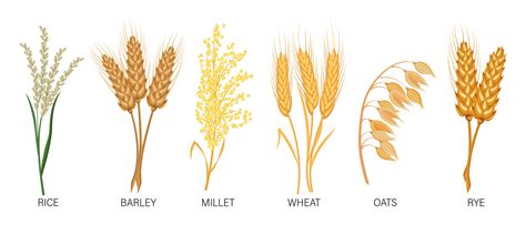 Illustration showing common cosmetic ingredients derived from wheat, barley, and rye.