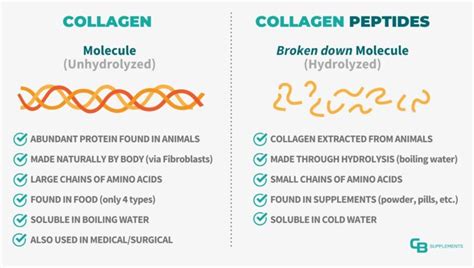 Illustration showing the difference between large collagen molecules and smaller hydrolyzed collagen peptides.