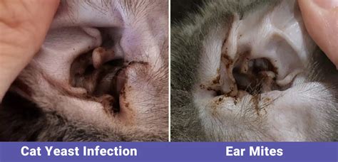 Illustration showing a cat with inflamed ears and visible waxy discharge