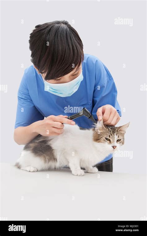 Veterinarian examining a cat's ear with an otoscope