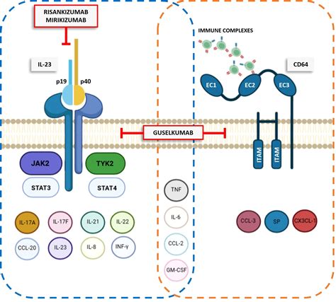 Diagram illustrating the IL-23 signaling pathway and how Tremfya (guselkumab) blocks it by binding to the p19 subunit.