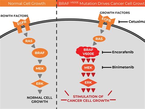 Illustration showing the BRAF gene mutation and its effect on cell growth.