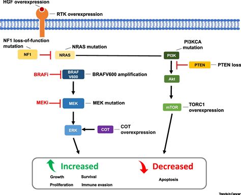 Diagram illustrating the BRAF/MEK inhibitor mechanism of action in blocking cancer cell signaling.